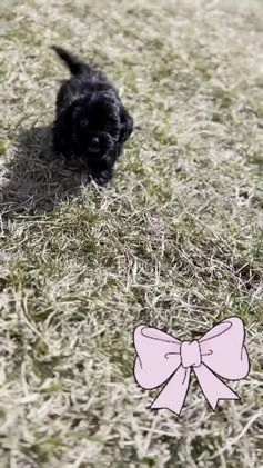Maltipoo dogs for sale: Baby Girl  - Video 1