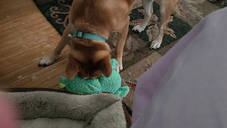 Shiba Inu dogs for stud: Akio Prince Zeke Apache Lou - Video 1