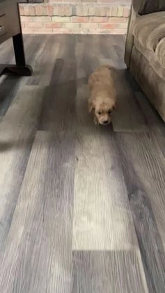 Golden Retriever dogs for sale: Suzy - Video 1