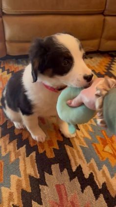 Mini Bernedoodle dogs for sale: Miah - Video 1