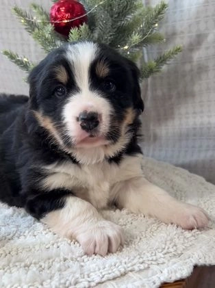 Mixed Breed dogs for sale: Jill - Video 1