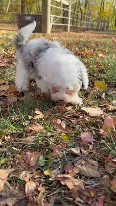 Mixed Breed dogs for sale: Lawson - Video 2