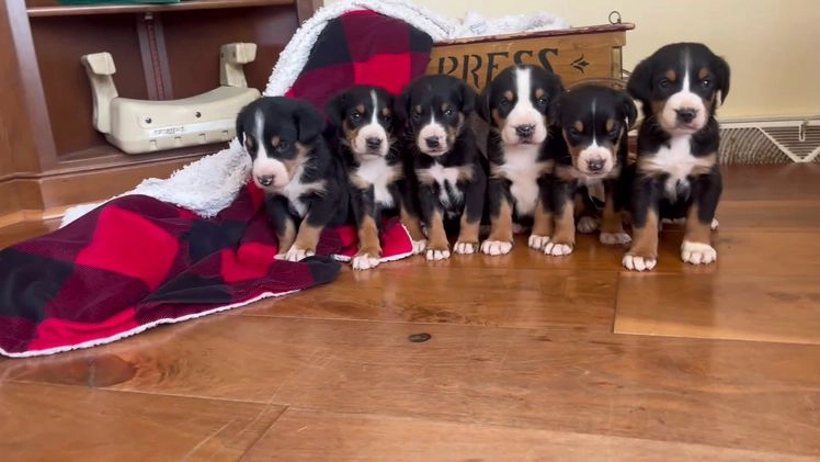 Greater Swiss Mountain Dog dogs for sale: Vanessa🐾❤️AKCHip Cert❤️🐾Call 717-859-8731 - Video 1