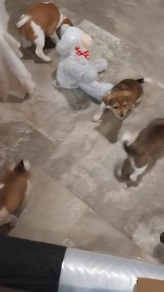 Jug dogs for sale: Avery - Video 2