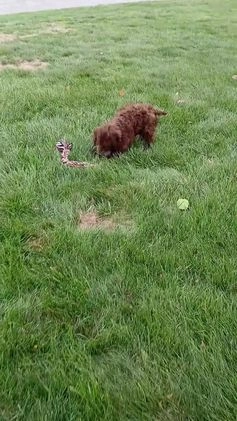 Cockapoo dogs for sale: Sylvie - Video 2