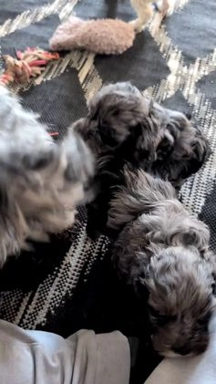 Cockapoo dogs for sale: Shiloh - Video 2