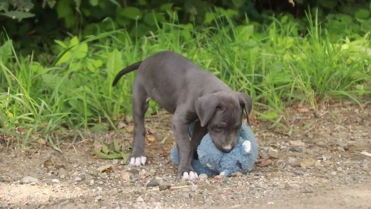 Great Dane dogs for sale: Lucy - Video 4