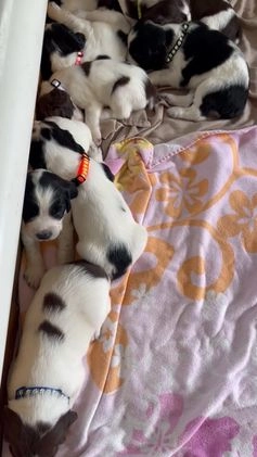 English Springer Spaniel dogs for sale: English Springer Spaniel Puppy 7 - Video 1