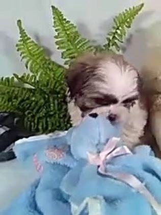 Shih Tzu dogs for sale: Cash - Video 1