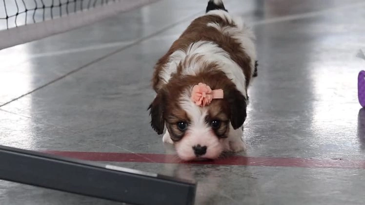 Cavachon dogs for sale: Dixie  - Video 1