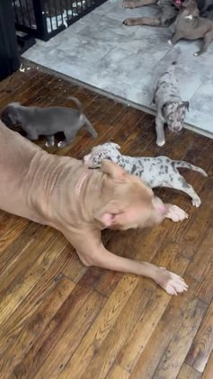 American Bully dogs for sale: American Bully Puppy 1 - Video 1