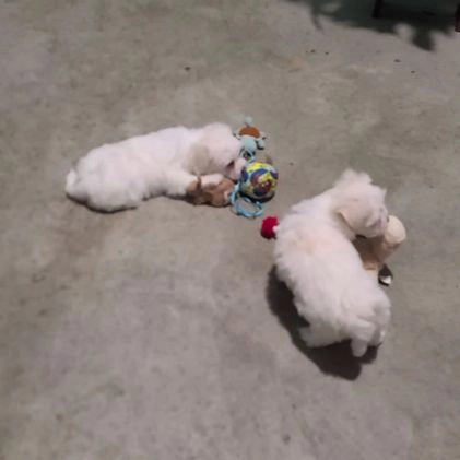 Maltese dogs for sale: Angie - Video 1