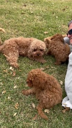Cavapoo dogs for sale: Cavapoo Puppy 3 - Video 3