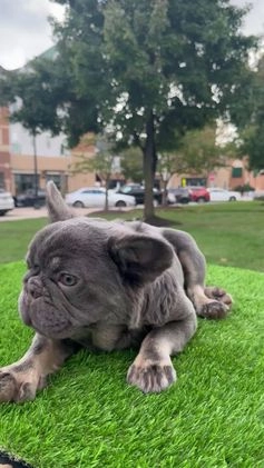 French Bulldog dogs for sale: Chanel - Video 3