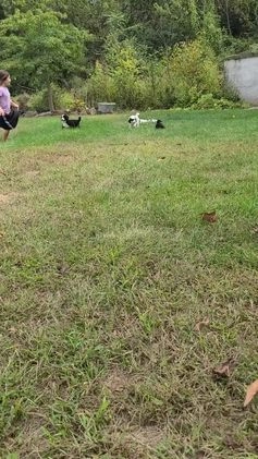 Mini Bernedoodle dogs for sale: Leo - Video 1