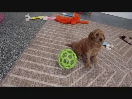 Mini Goldendoodle dogs for sale: Layla - Video 1