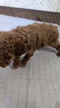 Miniature Poodle dogs for sale: Zion - Video 1
