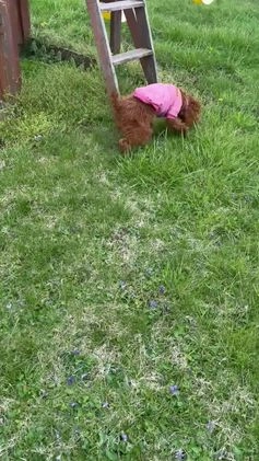 Mini Goldendoodle dogs for sale: Raven - Mini Goldendoodle  - Video 3