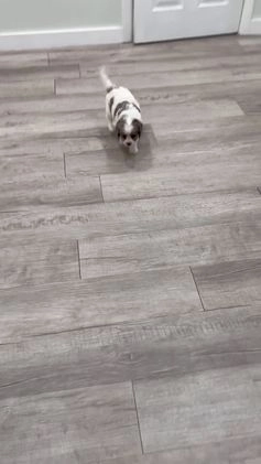 Cavapoo dogs for sale: Twinkie - Video 2