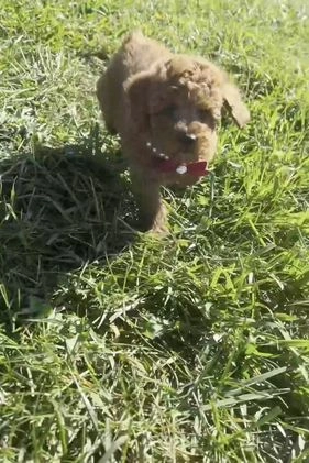 Miniature Poodle dogs for sale: Peony - Video 1