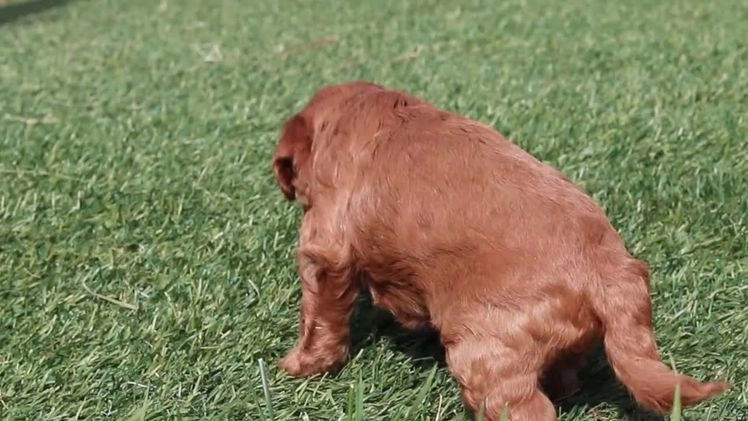 Cavapoo dogs for sale: Buttercup - Video 1