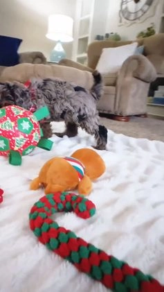 Cockapoo dogs for sale: Crackle - Video 1