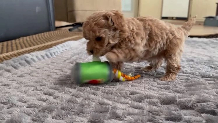 Maltipoo dogs for sale: Raelynn - Video 1