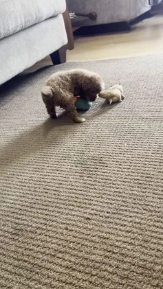 Goldendoodle dogs for sale: Sugar - Video 1