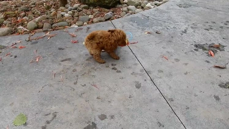 Mini Goldendoodle dogs for sale: Tillie - Video 1