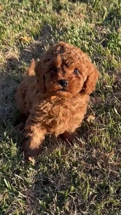 Cavapoo dogs for sale: Cavapoo Puppy 3 - Video 4