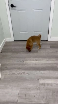 Shiba Inu dogs for sale: Lukas - Video 1