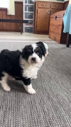 Mini Aussiedoodle dogs for sale: Marley - Video 1