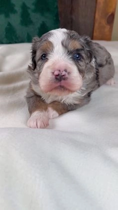 Mini Bernedoodle dogs for sale: Mercy Girl - Video 1