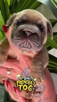 French Bulldog dogs for sale: MAVI - Video 2