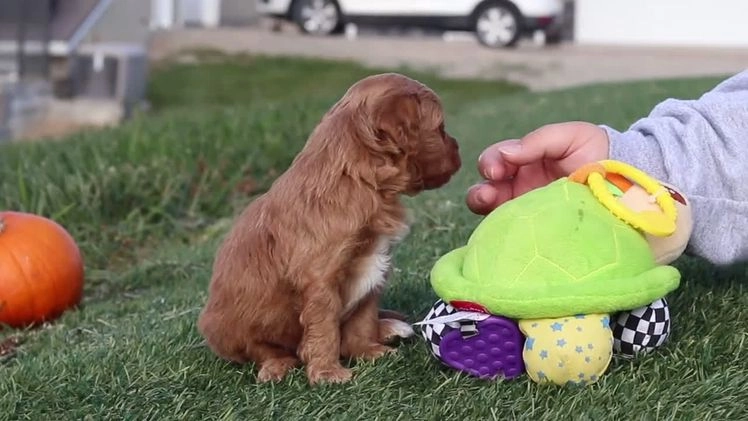 Cavapoo dogs for sale: Bentley - Video 1