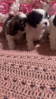 Shih Tzu dogs for sale: Judy - Video 4