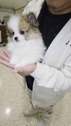 Pomeranian dogs for sale: Pomeranian Nina - Video 1