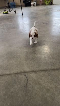 Cavalier King Charles Spaniel dogs for sale: Rascal - Video 1
