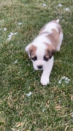 Saint Bernard dogs for sale: Hunter - Video 1