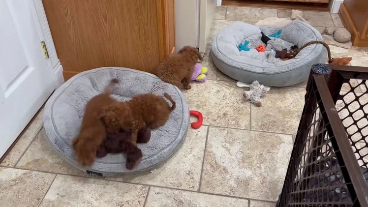 Toy Poodle dogs for sale: Toy Poodle Puppy 5 - Video 1