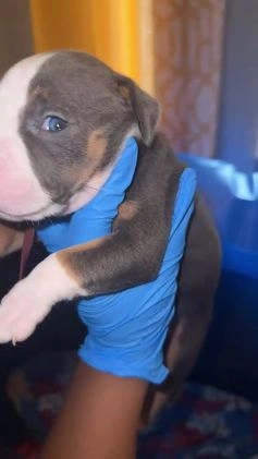 American Pit Bull Terrier dogs for sale: Cyn  - Video 1