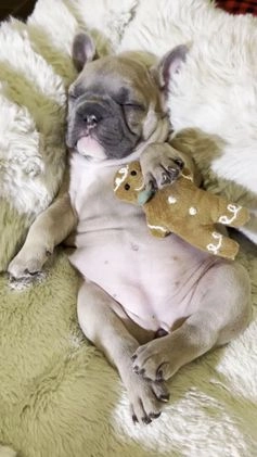 French Bulldog dogs for sale: Sabrina - Video 2