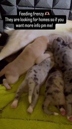 Mixed Breed dogs for sale: Wynter - White Merle - Video 1