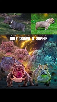 American Bully dogs for sale: American Bully Puppy 1 - Video 2