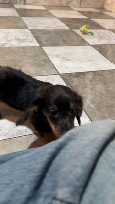 Miniature Dachshund dogs for sale: Easton - Video 1