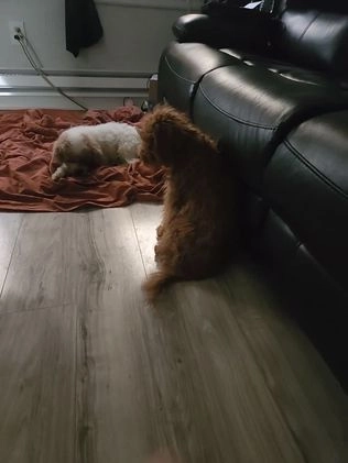 Cavapoo dogs for sale: Pharoah - Video 2