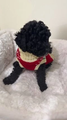 Maltipoo dogs for sale: Rover  - Video 1