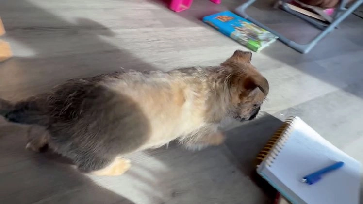 Cairn Terrier dogs for sale: Jo - Video 1