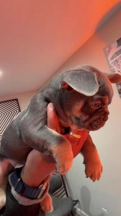 French Bulldog dogs for sale: TIFFANY - Video 1