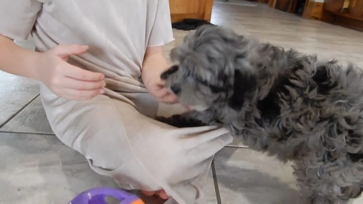 Cockapoo dogs for sale: Adele - Video 1